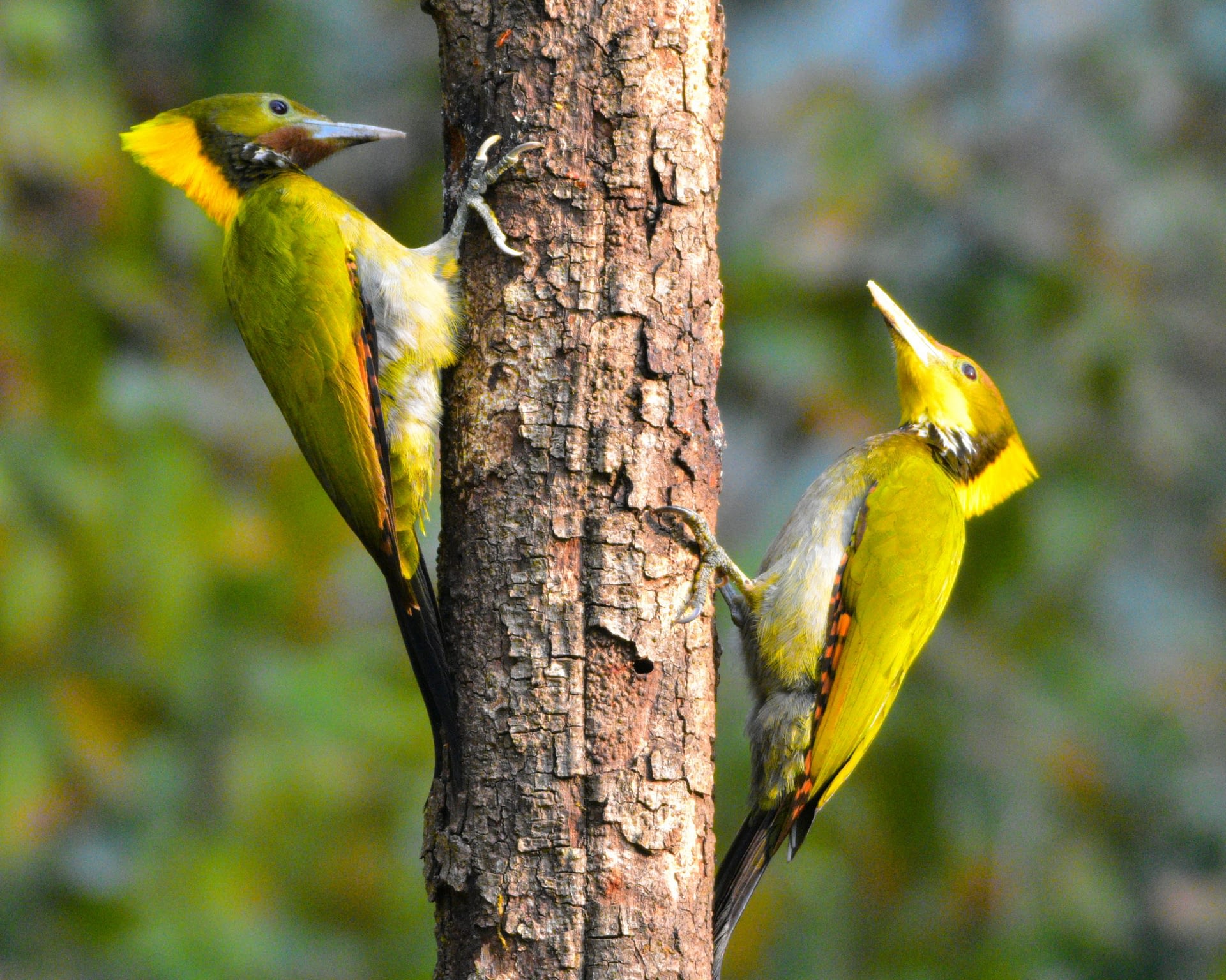 Greater-Yellow Naped Woodpecker