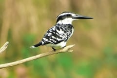 Kingfisher
