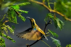 Sunbirds